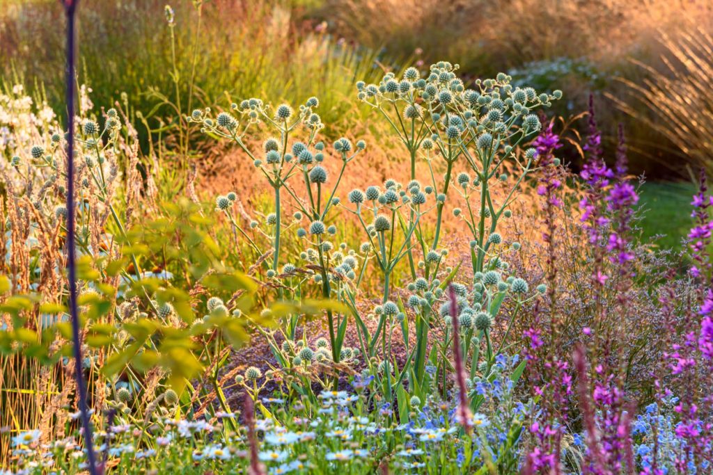 Eryngium yuccifolium