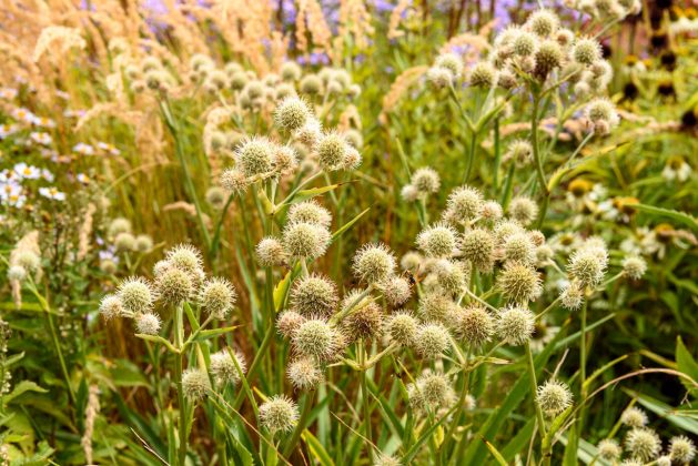Eryngium yuccifolium
