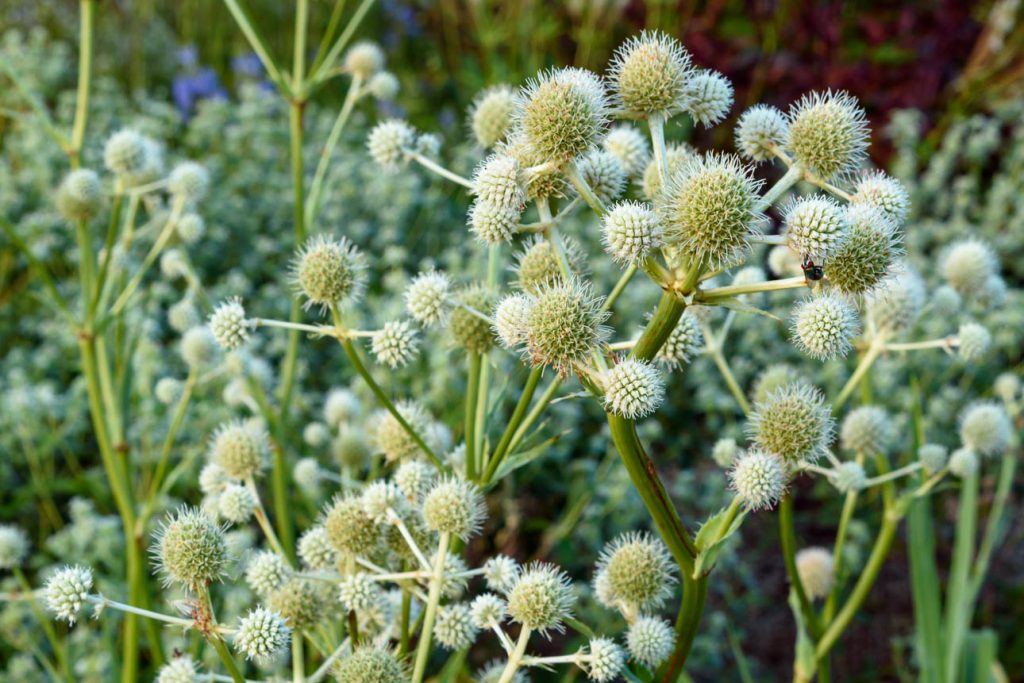 Eryngium yuccifolium