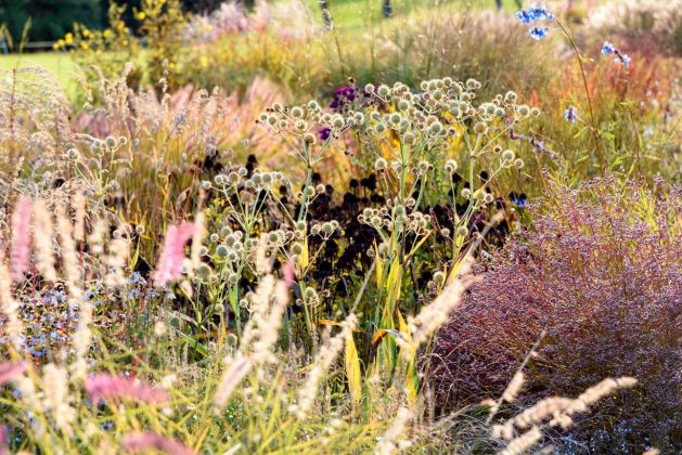 Eryngium yuccifolium