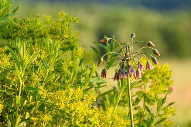 Nectaroscordum siculum