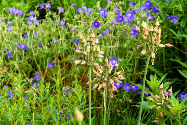 Nectaroscordum siculum