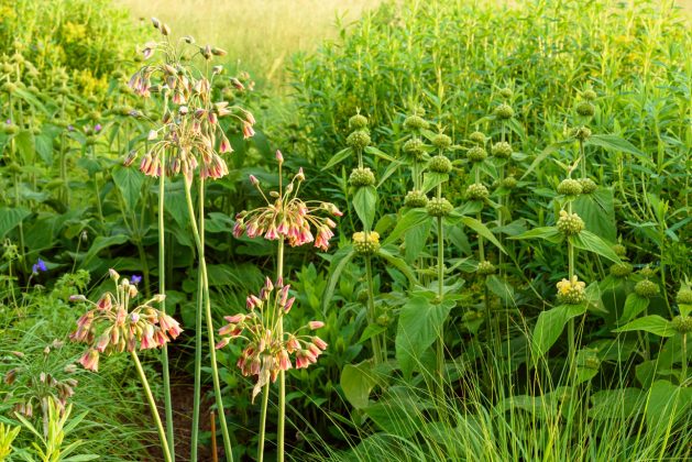 Nectaroscordum siculum