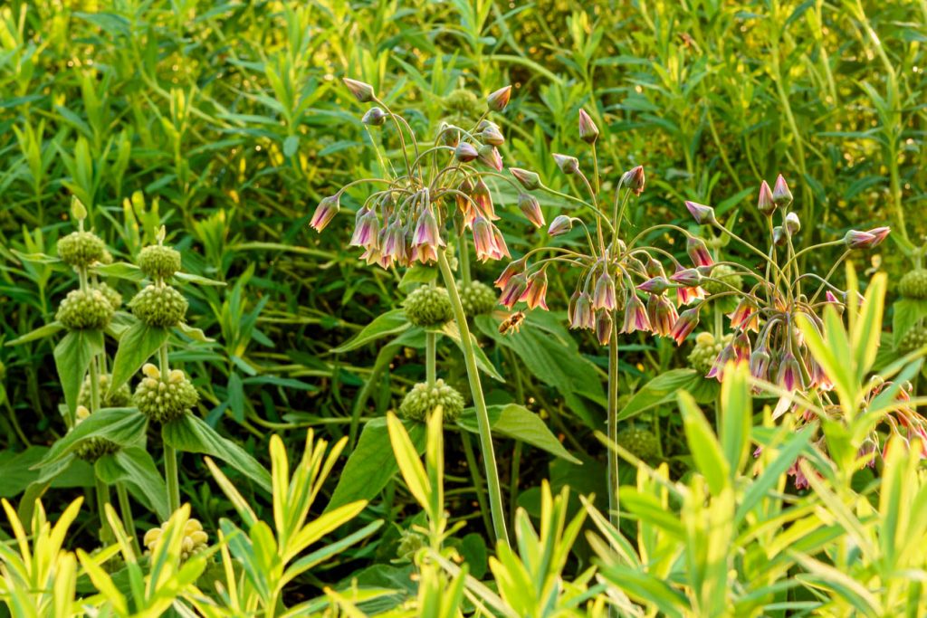 Nectaroscordum siculum