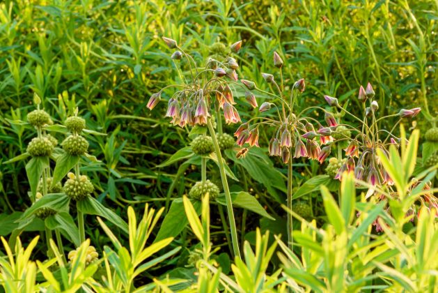 Nectaroscordum siculum