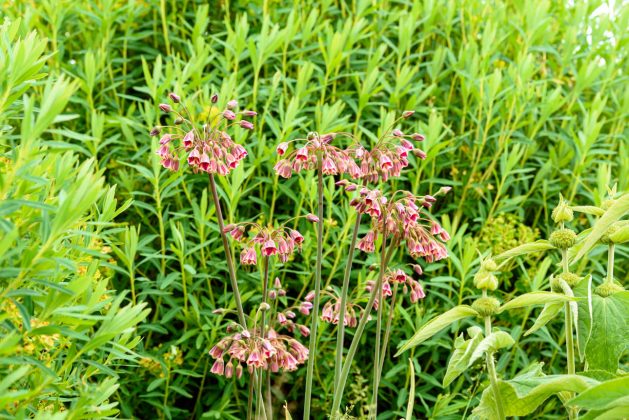 Nectaroscordum siculum