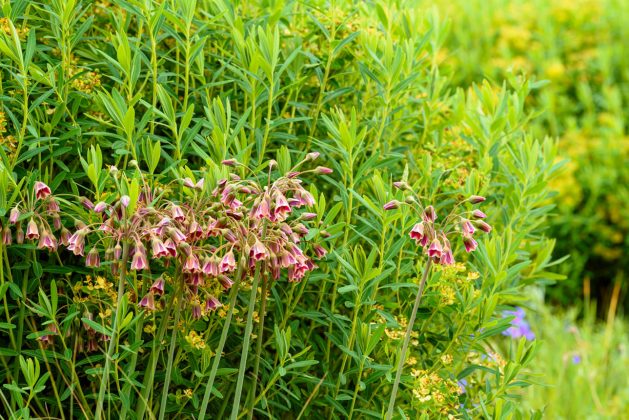 Nectaroscordum siculum