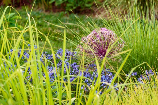 Allium christophii