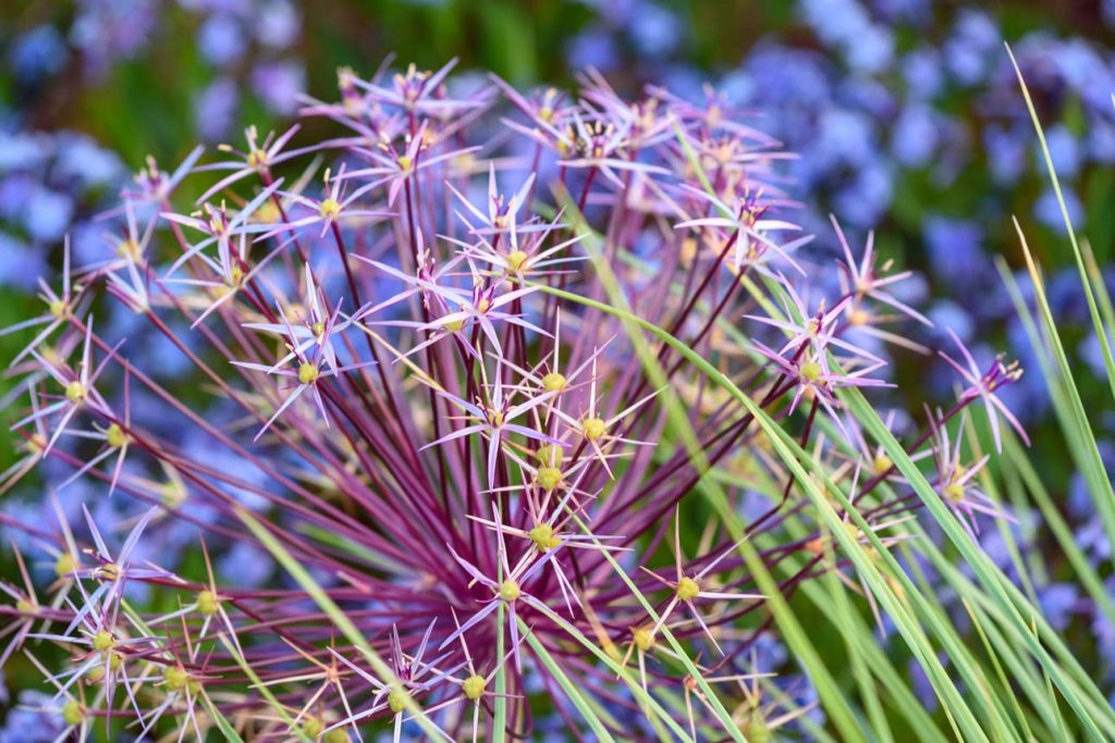 Allium christophii