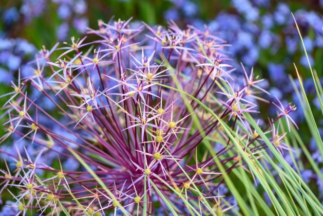 Allium christophii