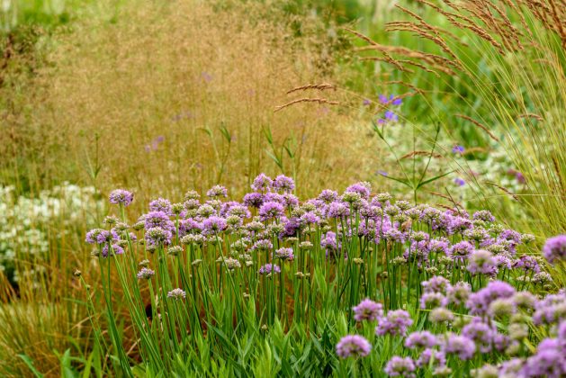 Allium Summer Beauty