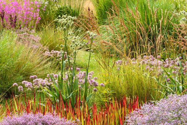 Allium Summer Beauty