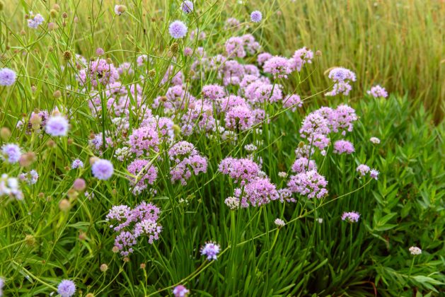 Allium Summer Beauty
