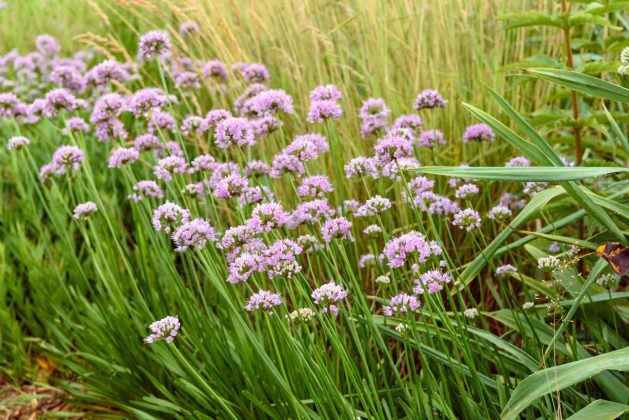 Allium Summer Beauty