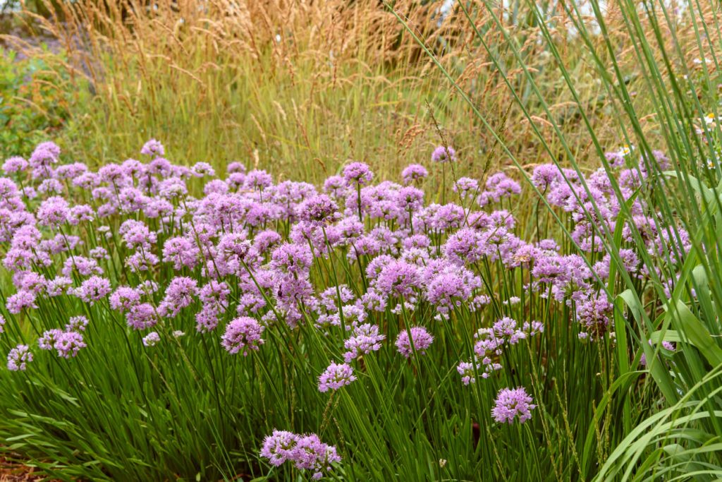 Allium Summer Beauty