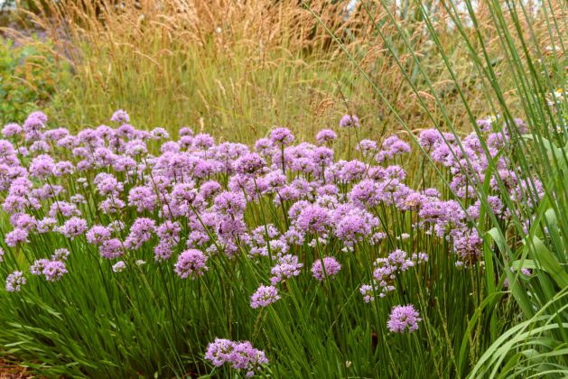 Allium Summer Beauty