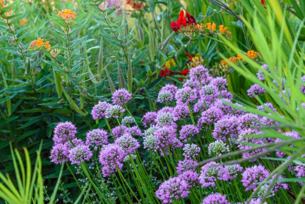 Allium Summer Beauty
