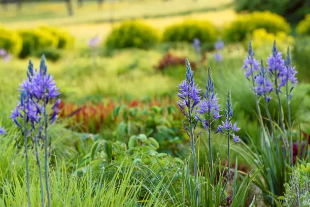 Camassia Caerulea