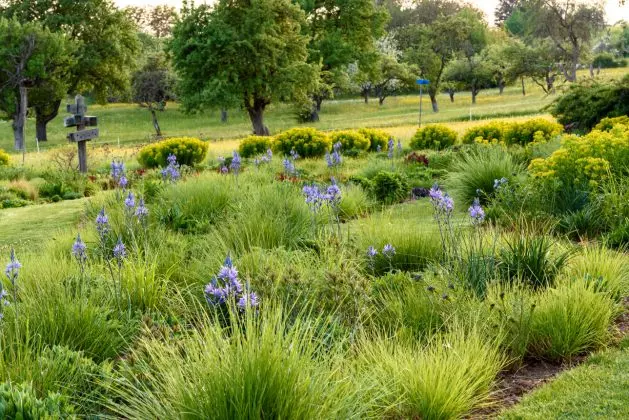 Camassia Caerulea