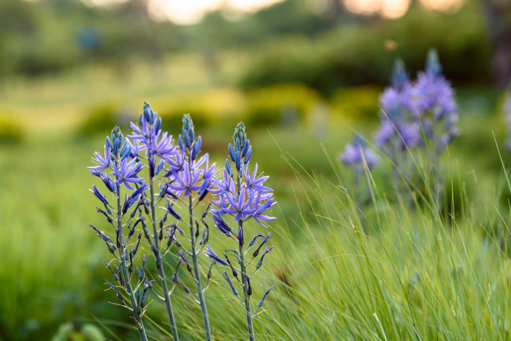 Camassia Caerulea