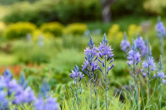 Camassia Caerulea