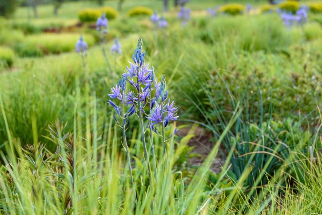 Camassia Caerulea