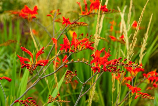 Crocosmia Lucifer