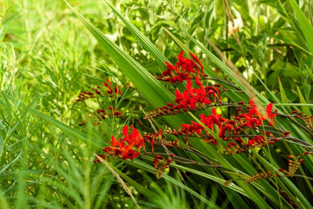 Crocosmia Lucifer