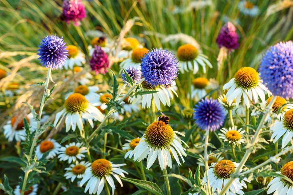 Echinacea Alba