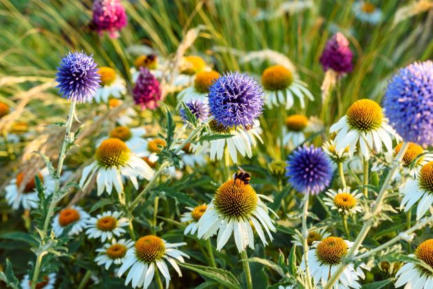 Echinacea Alba