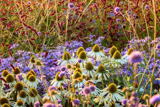 Echinacea Alba