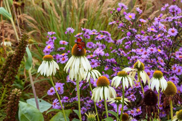 Echinacea Alba