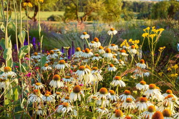 Echinacea Alba
