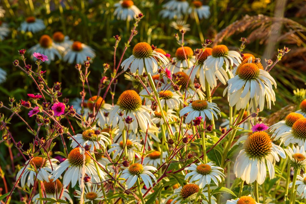 Echinacea Alba