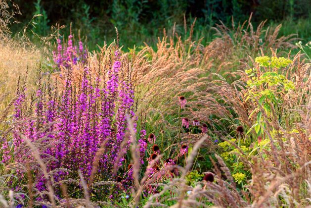 Lythrum Dropmore Purple