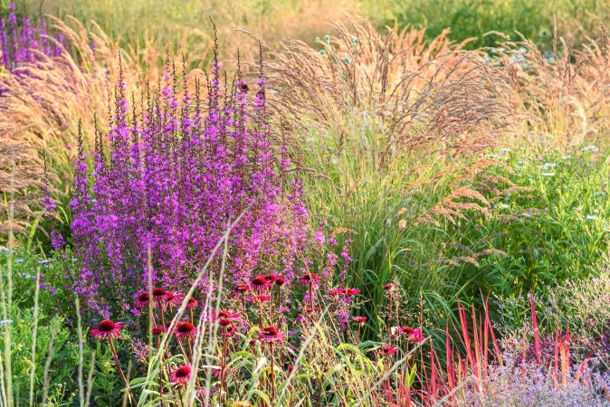 Lythrum Dropmore Purple