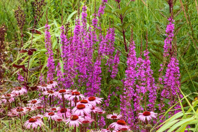 Lythrum Dropmore Purple