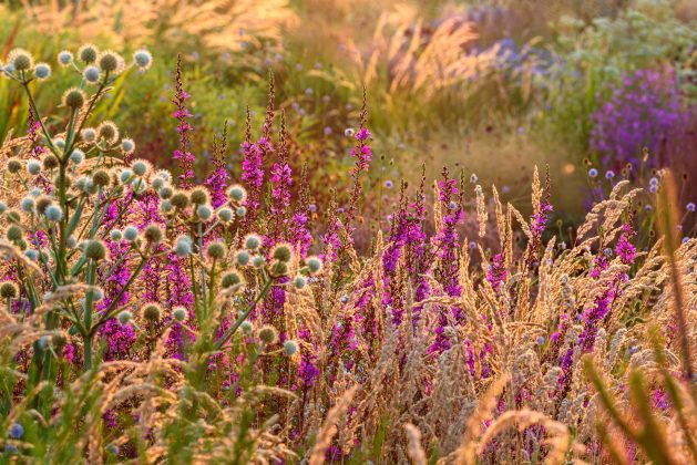 Lythrum Dropmore Purple