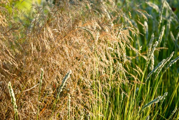 Deschampsia Goldtau