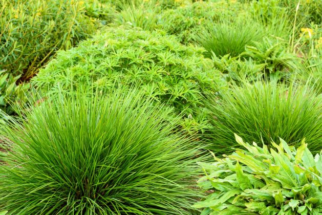 Deschampsia Goldtau