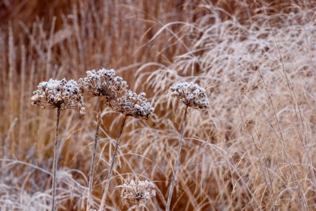 Deschampsia Goldtau
