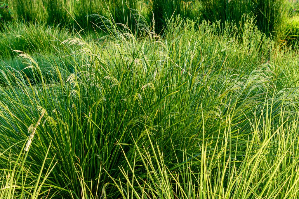 Deschampsia Goldtau