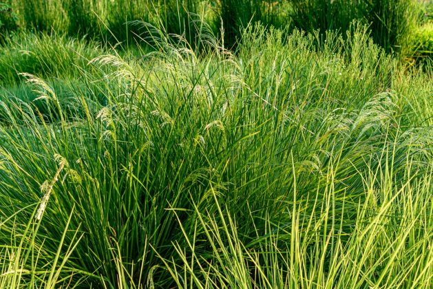 Deschampsia Goldtau