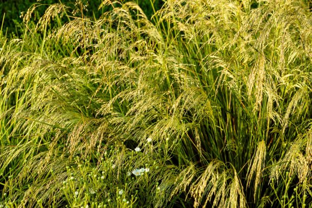 Deschampsia Goldtau