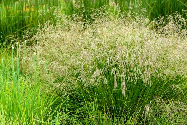 Deschampsia Goldtau