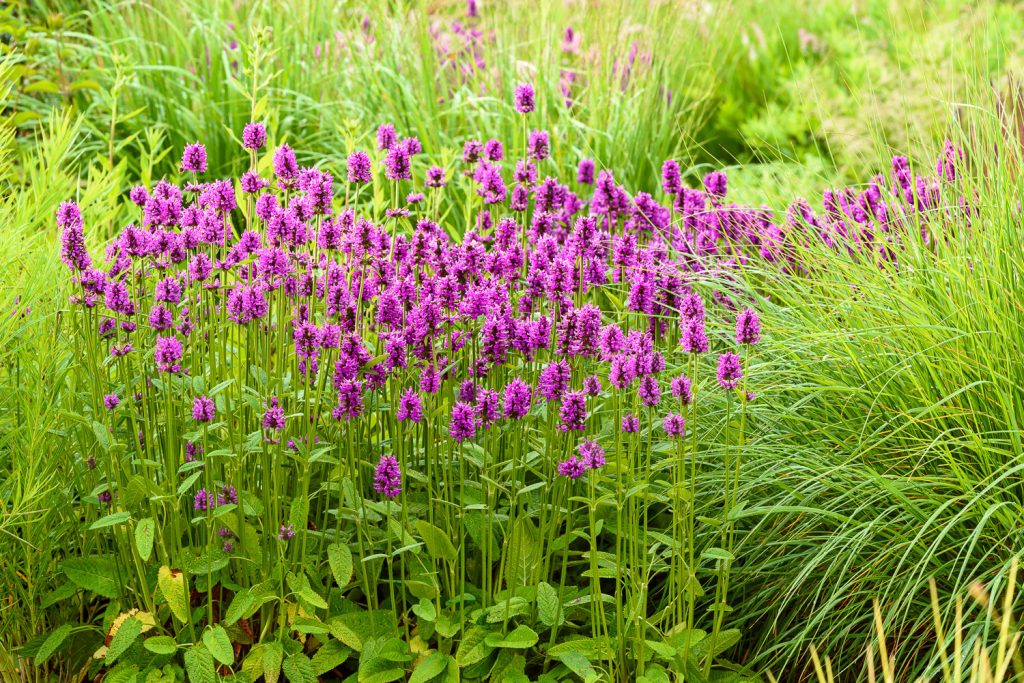 Betonica Hummelo
