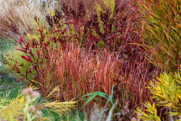 Imperata Red Baron