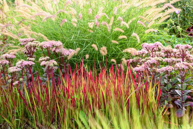 Imperata Red Baron