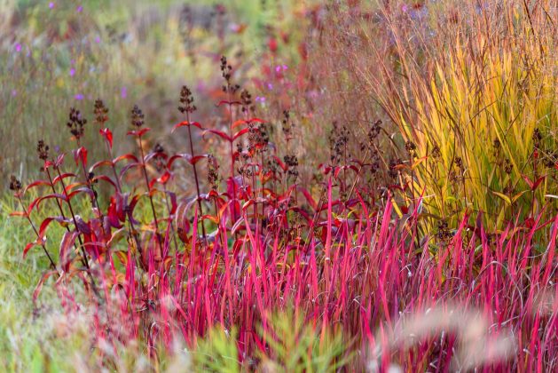 Imperata Red Baron