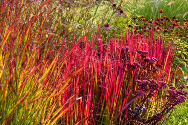 Imperata Red Baron